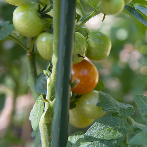 Early tomato on a vine
